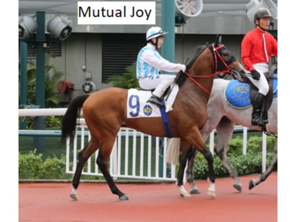 Mutual Joy T282